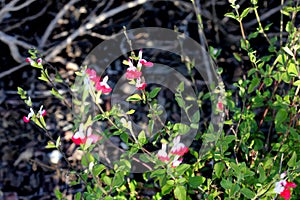 Hot Lips Littleleaf Sage, Salvia microphylla `Hot Lips`