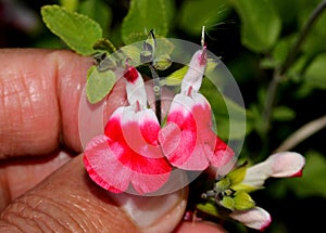 Hot Lips Littleleaf Sage, Salvia microphylla `Hot Lips`