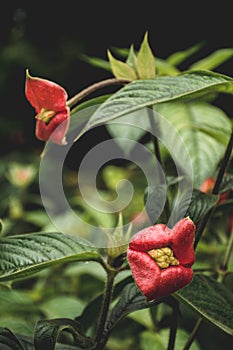 Hot lips plant, Psychotria elata, in bloom in Costa Rica photo