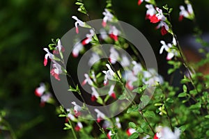 Hot lips sage Salvia microphylla.