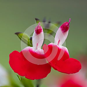 Hot lips salvia flowers