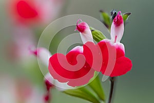 Hot lips salvia flowers