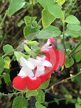 Hot lips salvia