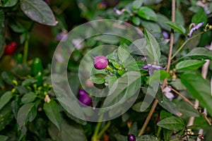 Hot loco pepper on a green bush. Small fresh peppers fresh organic whole.