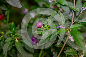 Hot loco pepper on a green bush. Small fresh peppers fresh organic whole.