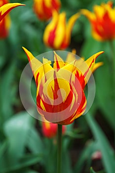 Hot orange and red tulip flowers with pointy petals in spring garden, park