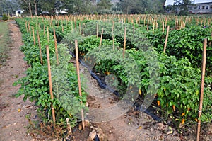 Hot Pepper Farm