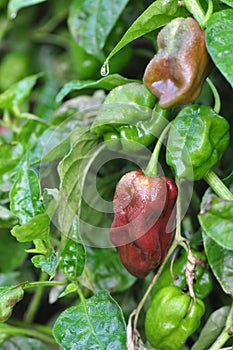 Hot Pepper Farm