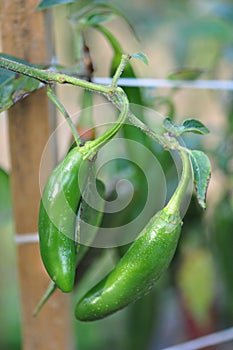 Hot Pepper Farm