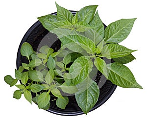 Hot pepper potted plants