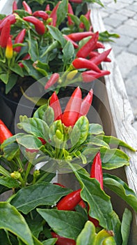 Hot peppers