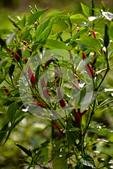 Hot peppers in the garden. Capsicum plant during maturation. rich harvest of natural vegetables