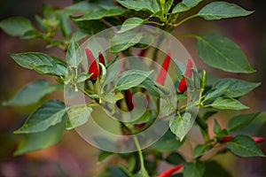 Hot peppers in the garden. Capsicum plant during maturation. rich harvest of natural vegetables