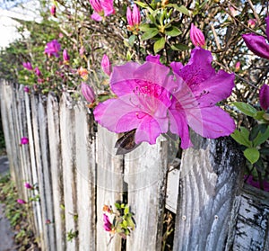 Hot Pink Azelea blossoms growing on an old painted fence photo