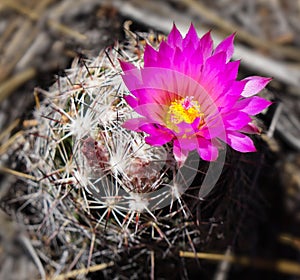 Hot Pink Barrel Cactus Flower