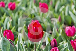Hot pink bed of spring tulips photo
