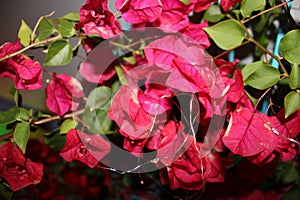 Hot Pink Bleeding Heart Flower Bush In Full Bloom