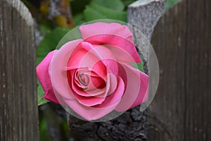 Hot pink bush rose at the garden