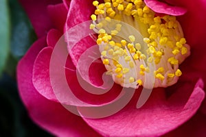 Hot Pink Camellia
