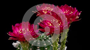 Hot-Pink Colorful Flower Timelapse of Blooming Cactus Opening