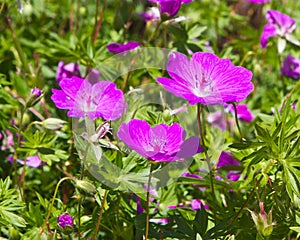 Hot pink cranesbill geranium