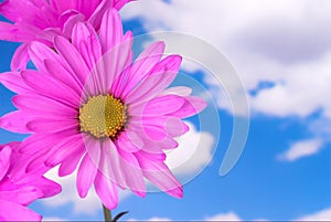 Hot Pink Daisy in the Sky