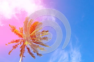 Hot pink flare on coco palm trees. Tropical landscape with palms.