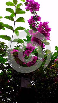 Bunch of flowers floating in the sky photo