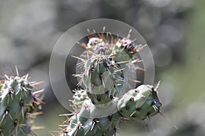 Desert Wildflower Series - Pink Cactus Series - Opuntia basilaris