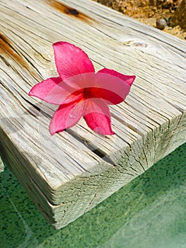 Hot Pink Frangipani on wood