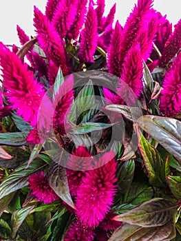 Hot pink fuzzy flowers at greenhouse