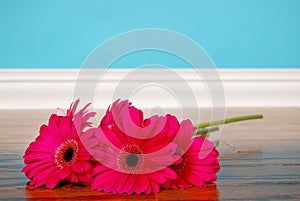 Hot Pink Gerberas