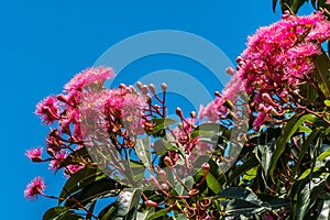 Hot pink flowers on a shrub set against a background of a bright blue sky photo