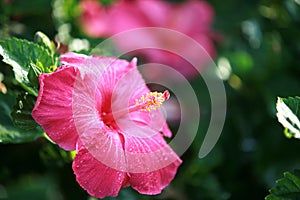 Hot Pink Hibiscus Flower on Maui Hawaii