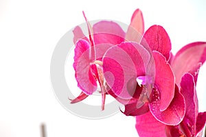 Hot Pink Moth Orchid against White