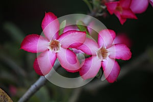 Hot pink plumeria rubra flower in full bloom