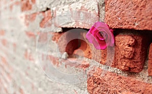 Hot Pink Rose Stashed into Crevice of a Brick and Mortar Wall