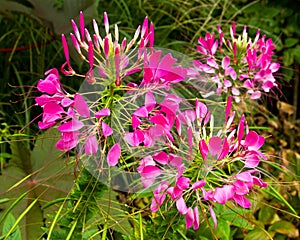 Hot pink spider plant