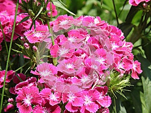 Hot Pink Sweet William Flowers in a Garden Blooming