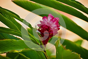 Hot Pink Torch Ginger Flower