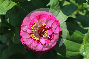 Hot pink zinnia