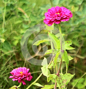 Hot Pink Zinnias