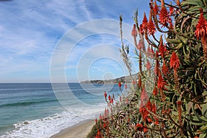 Hot pokers at the beach