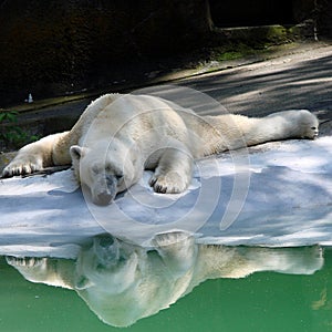 Hot polar bear