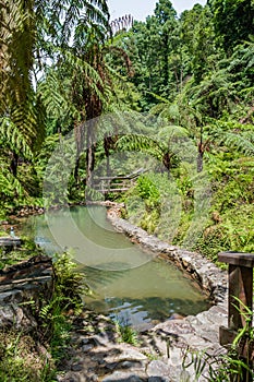 Hot pool with geothermal geyser water and tropical tree ferns in Caldeira Velha, SÃ£o Miguel - Azores PORTUGAL