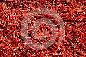 Hot red chili