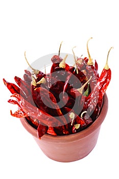 Hot Red Chilli Chillies pepper in teracotta pot