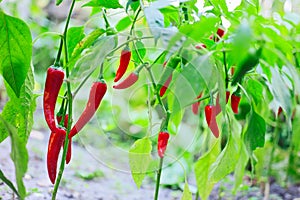 Hot red chilli pepper husks growing