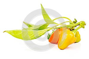 Hot red orange chili pepper isolated on white