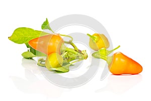 Hot red orange chili pepper isolated on white